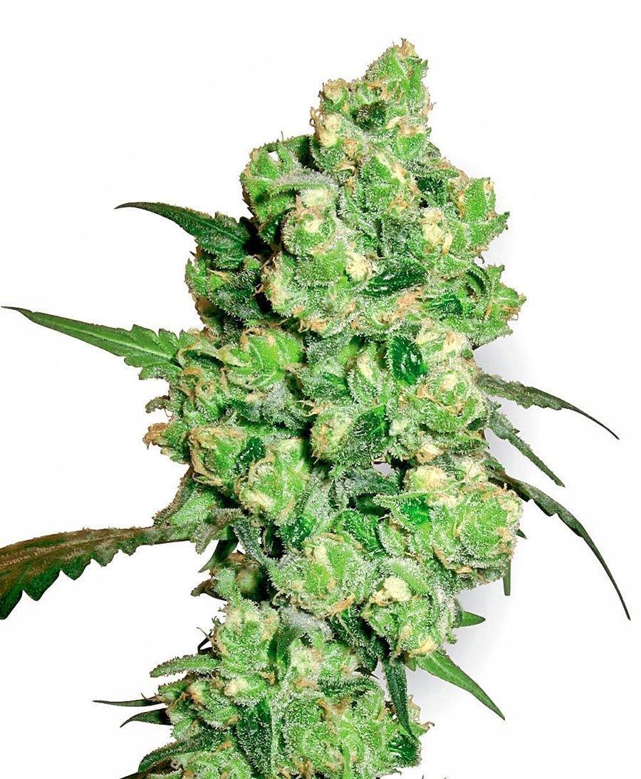 Aeroponica, Brands_Sensi Seeds, CBD, Coltivazione, FEMMINIZZATI, Idroponica, Indoor, Outdoor, Semi, Semi da collezione, Super Skunk, THC - doisgrowshop.it