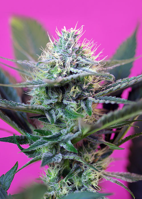 Sweet Seeds +Speed Auto® Offer