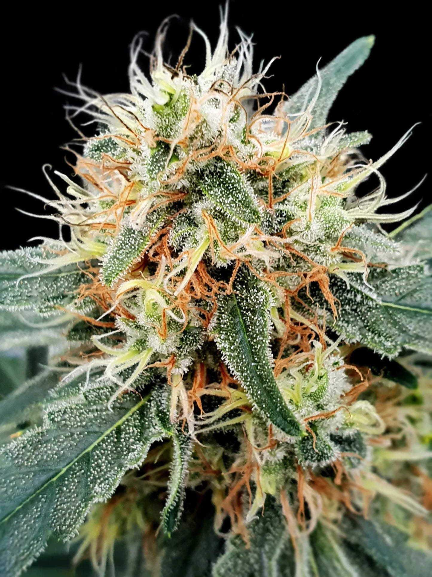 Paradise Seeds Stromboli Auto