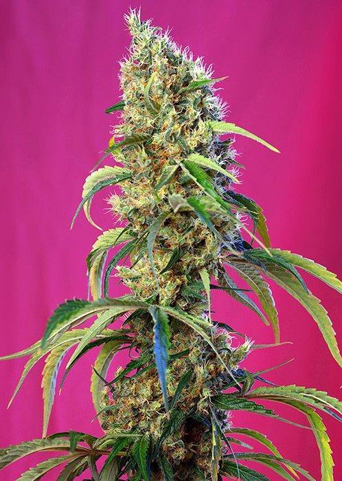 Aeroponica, Black Jack CBD, Brands_Sweet Seeds, cbd, Coltivazione, FEMMINIZZATI, Idroponica, Indoor, Outdoor, Semi, Semi da collezione, THC, Tipo_CBD - doisgrowshop.it