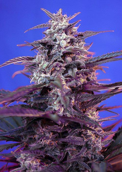 Aeroponica, AUTOFIORENTI, Bloody Skunk Auto, Brands_Sweet Seeds, CBD, Coltivazione, Idroponica, Indoor, Outdoor, Semi, Semi da collezione, THC, Tipo_Auto Fiorenti - doisgrowshop.it