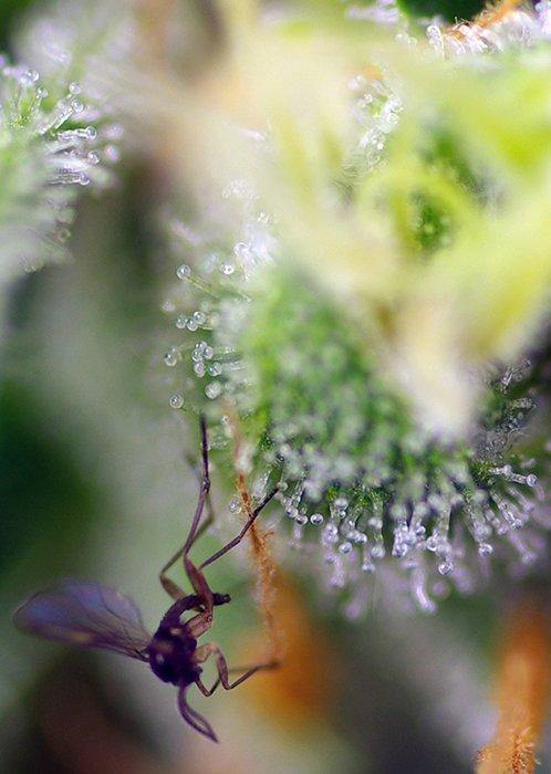 Aeroponica, AUTOFIORENTI, Blow Mind Auto, Brands_Sweet Seeds, CBD, Coltivazione, Idroponica, Indoor, Outdoor, Semi, Semi da collezione, THC, Tipo_Auto Fiorenti - doisgrowshop.it