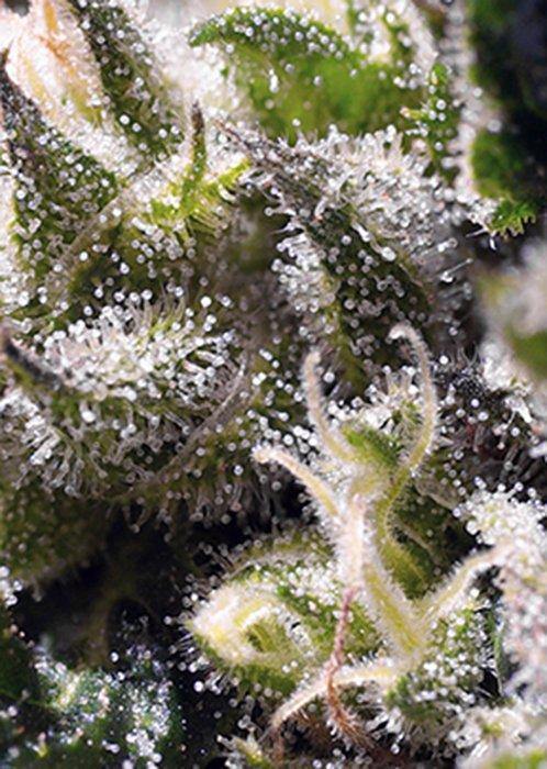 Aeroponica, AUTOFIORENTI, Brands_Sweet Seeds, CBD, Coltivazione, Cream Caramel Auto, Idroponica, Indoor, Outdoor, Semi, Semi da collezione, THC, Tipo_Auto Fiorenti - doisgrowshop.it