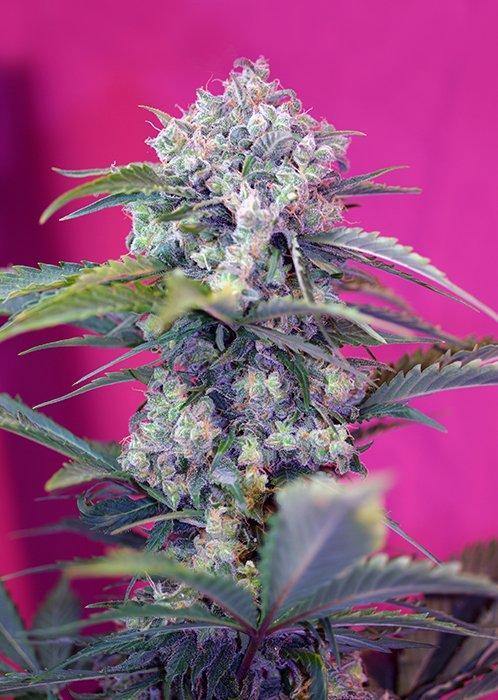 Aeroponica, AUTOFIORENTI, Brands_Sweet Seeds, CBD, Coltivazione, Cream Mandarine Auto, Idroponica, Indoor, Outdoor, Semi, Semi da collezione, THC, Tipo_Auto Fiorenti - doisgrowshop.it