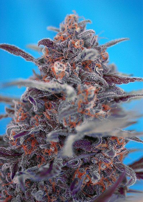 Aeroponica, AUTOFIORENTI, Brands_Sweet Seeds, cbd, Coltivazione, Devil Cream Auto, Idroponica, Indoor, Offerta, Outdoor, Semi, Semi da collezione, THC, Tipo_Auto Fiorenti - doisgrowshop.it