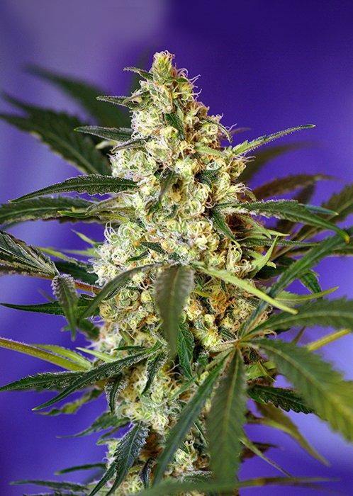 Aeroponica, AUTOFIORENTI, Brands_Sweet Seeds, cbd, Coltivazione, Fast Bud Auto, Idroponica, Indoor, Outdoor, Semi, Semi da collezione, THC, Tipo_Auto Fiorenti - doisgrowshop.it