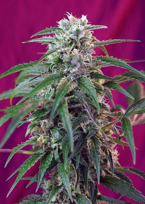Aeroponica, AUTOFIORENTI, Brands_Sweet Seeds, cbd, Coltivazione, Green Poison Auto, Idroponica, Indoor, Outdoor, Semi, Semi da collezione, THC, Tipo_Auto Fiorenti - doisgrowshop.it