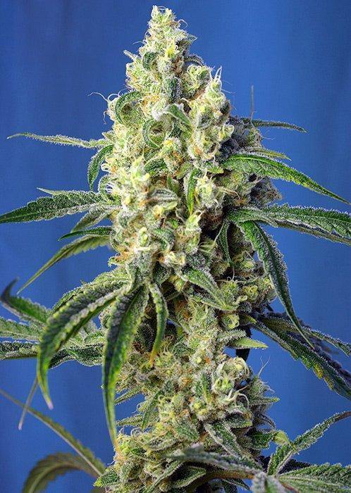 Aeroponica, Brands_Sweet Seeds, cbd, Coltivazione, FEMMINIZZATI, Green Poison CBD, Idroponica, Indoor, Outdoor, Semi, Semi da collezione, THC, Tipo_CBD - doisgrowshop.it