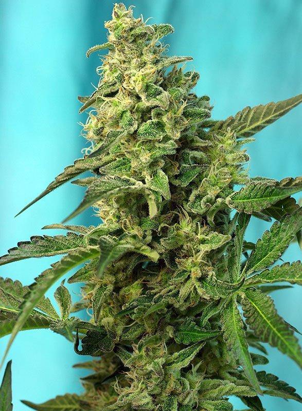 Aeroponica, Brands_Sweet Seeds, cbd, Coltivazione, FEMMINIZZATI, Green Poison F1, Idroponica, Indoor, Outdoor, Semi, Semi da collezione, THC, Tipo_Femminizzati - doisgrowshop.it