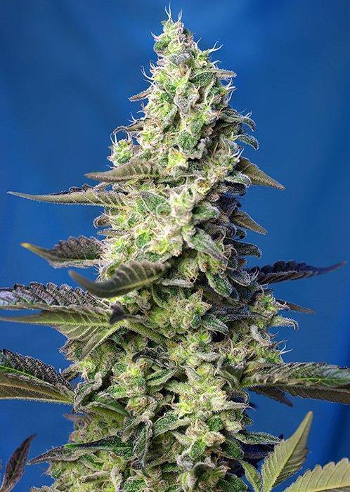 Aeroponica, AUTOFIORENTI, Brands_Sweet Seeds, cbd, Coltivazione, Green Poison XL Auto, Idroponica, Indoor, Outdoor, Semi, Semi da collezione, THC, Tipo_Auto Fiorenti - doisgrowshop.it
