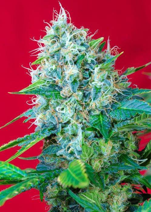 Aeroponica, Brands_Sweet Seeds, cbd, Coltivazione, FEMMINIZZATI, fotodipendenti, Green Poison, Idroponica, Indoor, Outdoor, Semi, Semi da collezione, THC, Tipo_Femminizzati - doisgrowshop.it