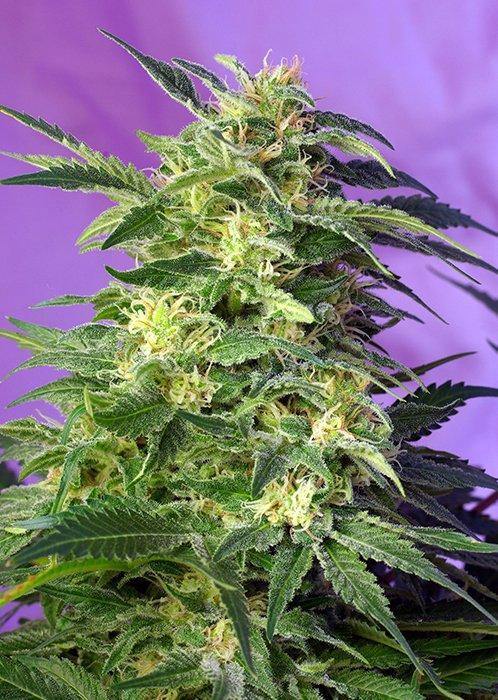 Aeroponica, AUTOFIORENTI, Brands_Sweet Seeds, cbd, Coltivazione, Idroponica, Indoor, Killer Kush Auto, Outdoor, Semi, Semi da collezione, THC, Tipo_Auto Fiorenti - doisgrowshop.it