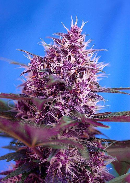 Aeroponica, AUTOFIORENTI, Brands_Sweet Seeds, cbd, Coltivazione, Idroponica, Indoor, Outdoor, Red Poison Auto, Semi, Semi da collezione, THC, Tipo_Auto Fiorenti - doisgrowshop.it