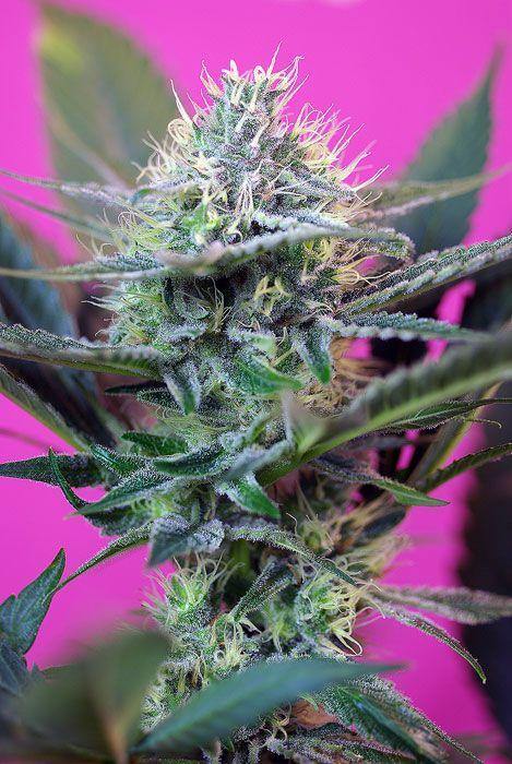 +Speed Auto, Aeroponica, AUTOFIORENTI, Brands_Sweet Seeds, CBD, Coltivazione, Idroponica, Indoor, Outdoor, Semi, Semi da collezione, THC, Tipo_Auto Fiorenti - doisgrowshop.it