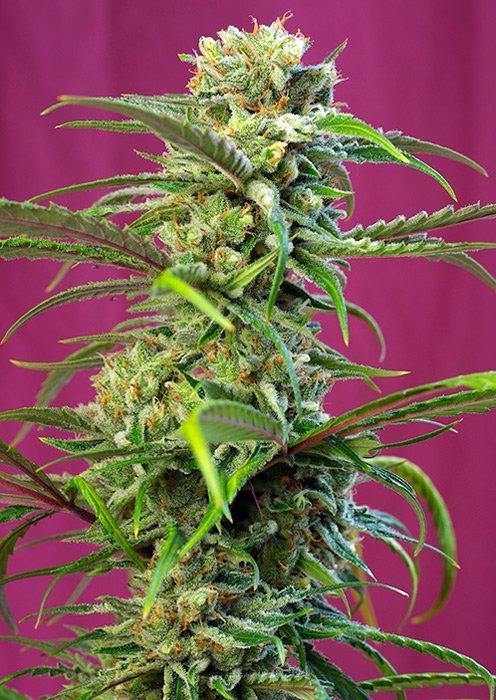 Aeroponica, Brands_Sweet Seeds, Coltivazione, FEMMINIZZATI, fotodipendenti, Idroponica, Indoor, Outdoor, Semi, Semi da collezione, Sweet Thai, THC, Tipo_Femminizzati - doisgrowshop.it