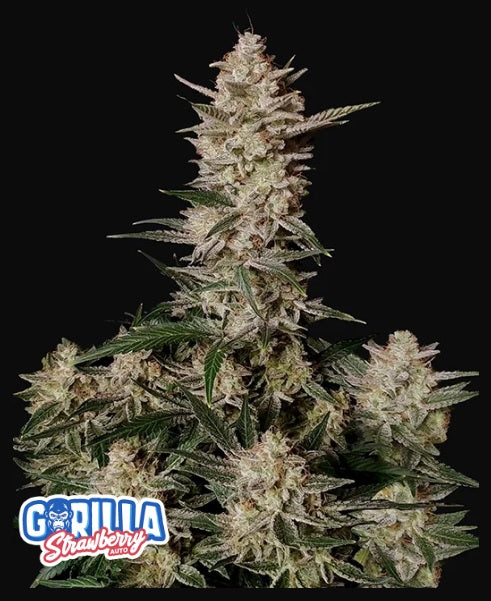 Fast Buds Strawberry Gorilla Auto