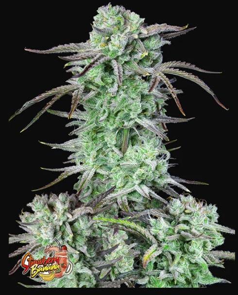 Aeroponica, AUTOFIORENTI, Automatiche, Brands_Fast Buds, Coltivazione, FEMMINIZZATI, Idroponica, Indoor, Outdoor, Semi, Semi da collezione, Strawberry Banana Auto, THC, Tipo_Auto Fiorenti - doisgrowshop.it