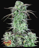 Aeroponica, AUTOFIORENTI, Automatiche, Brands_Fast Buds, Coltivazione, FEMMINIZZATI, Idroponica, Indoor, Outdoor, Semi, Semi da collezione, Strawberry Banana Auto, THC, Tipo_Auto Fiorenti - doisgrowshop.it
