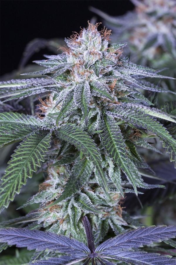 Aeroponica, Autocoltivazione, Brands_Humboldt Seeds, CBD, Coltivazione, FEMMINIZZATI, Idroponica, Indoor, Outdoor, Semi, Semi da collezione, THC, Tipo_Femminizzati - doisgrowshop.it