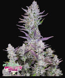 Aeroponica, AUTOFIORENTI, Automatiche, Brands_Fast Buds, Coltivazione, FEMMINIZZATI, Idroponica, Indoor, Outdoor, Semi, Semi da collezione, THC, Tipo_Auto Fiorenti, Wedding Glue Auto - doisgrowshop.it