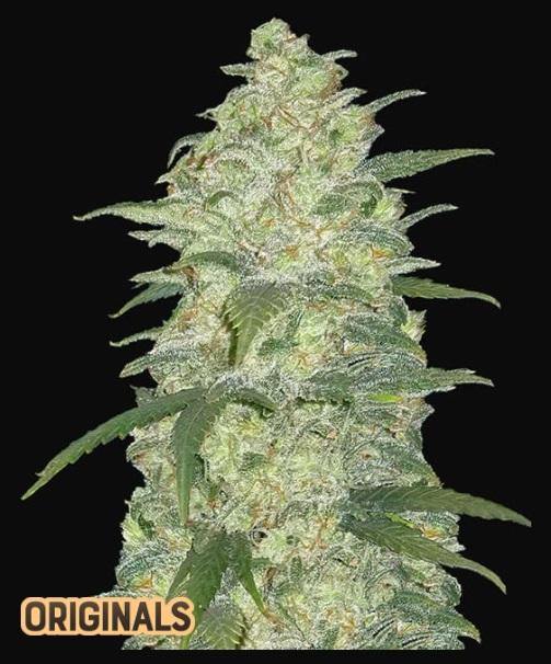 Aeroponica, AUTOFIORENTI, Automatiche, Brands_Fast Buds, Coltivazione, FEMMINIZZATI, Idroponica, Indoor, Outdoor, Semi, Semi da collezione, THC, Tipo_Auto Fiorenti, White Widow Auto - doisgrowshop.it