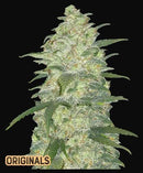 Aeroponica, AUTOFIORENTI, Automatiche, Brands_Fast Buds, Coltivazione, FEMMINIZZATI, Idroponica, Indoor, Outdoor, Semi, Semi da collezione, THC, Tipo_Auto Fiorenti, White Widow Auto - doisgrowshop.it