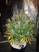 Aeroponica, AUTOFIORENTI, Automatiche, Brands_Fast Buds, Coltivazione, FEMMINIZZATI, Idroponica, Indoor, Outdoor, Semi, Semi da collezione, THC, Tipo_Auto Fiorenti, White Widow Auto - doisgrowshop.it