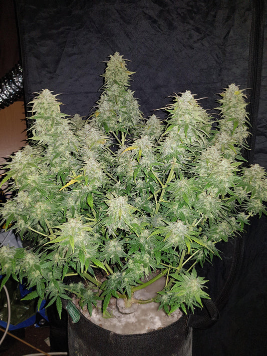 Aeroponica, Amnesia Haze Auto, AUTOFIORENTI, Automatiche, Brands_Fast Buds, Coltivazione, FEMMINIZZATI, Idroponica, Indoor, Outdoor, Semi, Semi da collezione, THC, Tipo_Auto Fiorenti - doisgrowshop.it