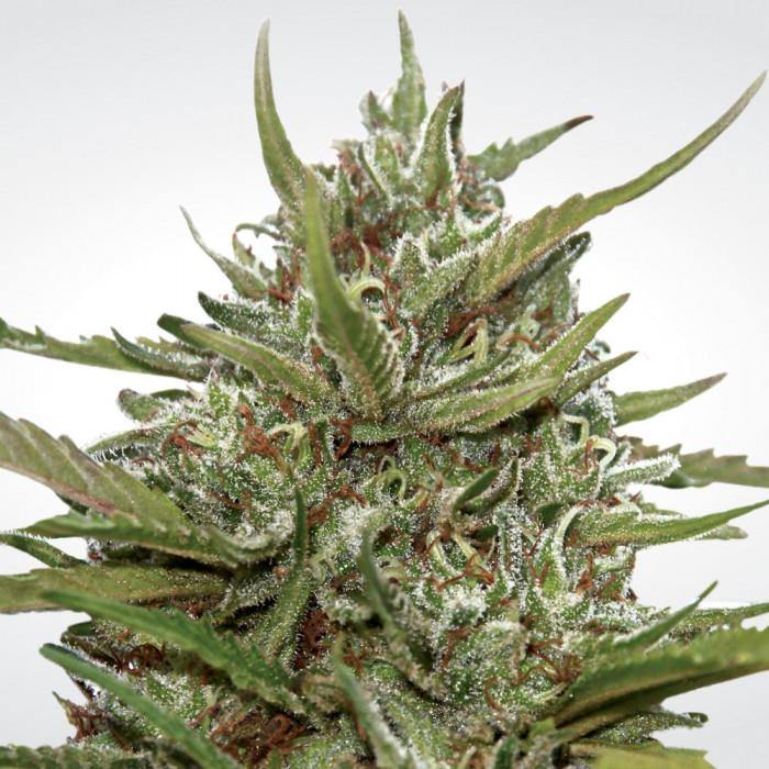 Aeroponica, Auto White Berry, AUTOFIORENTI, Automatiche, AutoWappa, Brands_Paradise Seeds, Coltivazione, FEMMINIZZATI, Idroponica, Indoor, Outdoor, Pandora, Semi, Semi da collezione, THC, Tipo_Auto Fiorenti - doisgrowshop.it