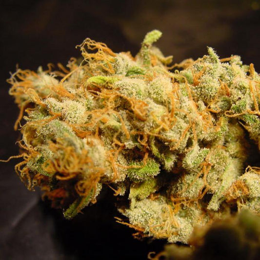 Aeroponica, Belladonna, Brands_Paradise Seeds, Coltivazione, FEMMINIZZATI, Idroponica, Indoor, Outdoor, Semi, Semi da collezione, THC, Tipo_Femminizzati - doisgrowshop.it