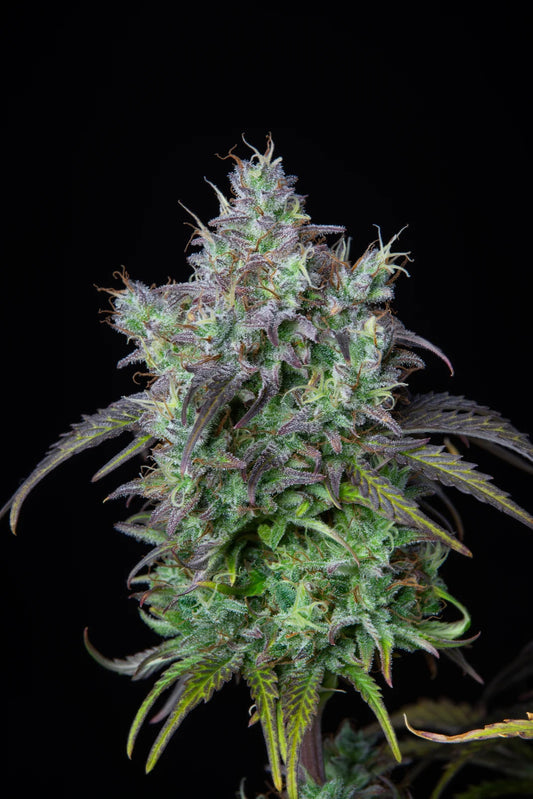 Fast Buds Original Big Bud Auto