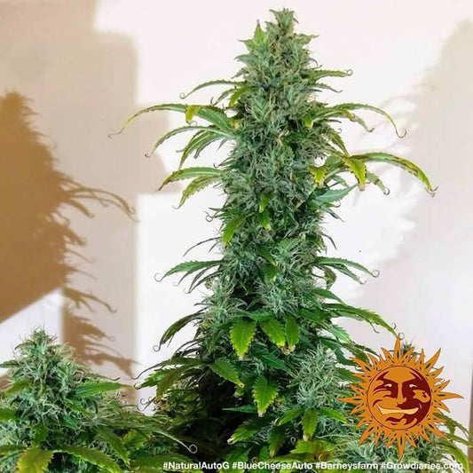 Aeroponica, AUTOFIORENTI, Barney's Farm, Blueberry Cheese Auto, Brands_Barney's Farm, Coltivazione, Idroponica, Indoor, Outdoor, Semi, THC, Tipo_Auto Fiorenti - doisgrowshop.it