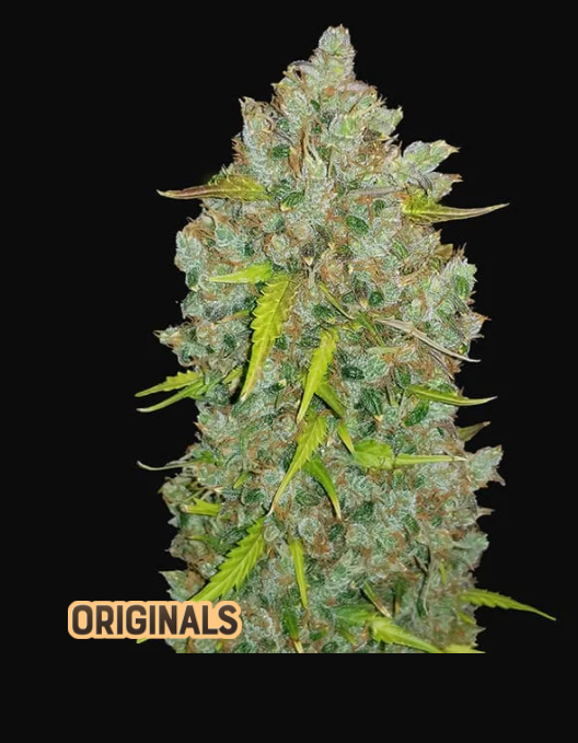 Aeroponica, AUTOFIORENTI, Automatiche, Brands_Fast Buds, Bubblegum Auto, Coltivazione, FEMMINIZZATI, Idroponica, Indoor, Outdoor, Semi, Semi da collezione, THC, Tipo_Auto Fiorenti - doisgrowshop.it