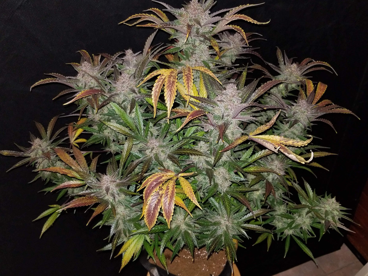 Aeroponica, AUTOFIORENTI, Automatiche, Brands_Fast Buds, Coltivazione, Cream Cookies Auto, FEMMINIZZATI, Idroponica, Indoor, Outdoor, Semi, Semi da collezione, THC, Tipo_Auto Fiorenti - doisgrowshop.it