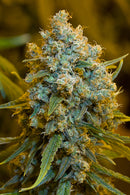 Silent Seeds Critical Jack