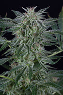 Silent Seeds Critical Jack Auto