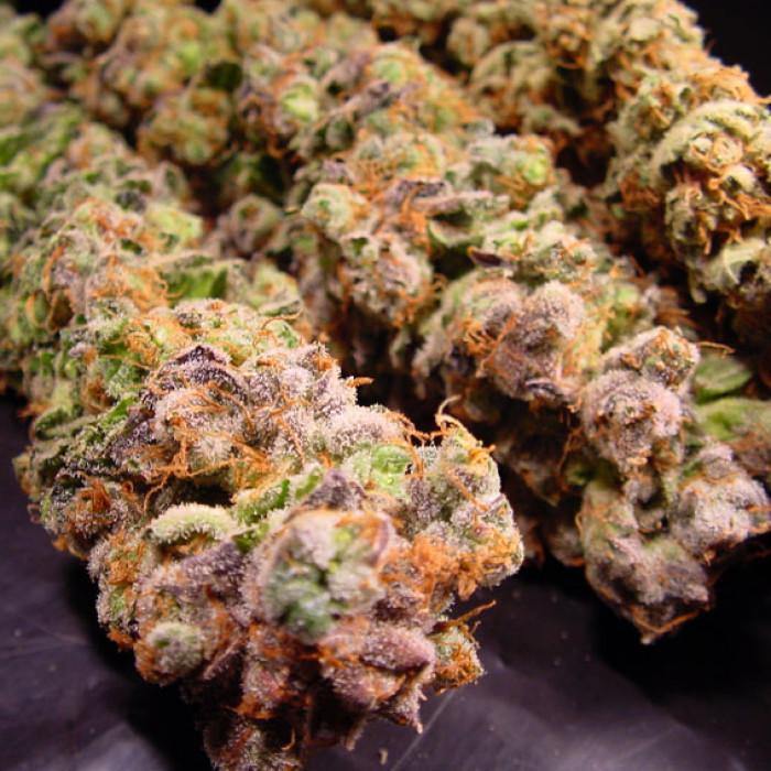Aeroponica, Brands_Paradise Seeds, Coltivazione, Durga Mata, FEMMINIZZATI, Idroponica, Indoor, Outdoor, Semi, Semi da collezione, THC, Tipo_Femminizzati - doisgrowshop.it