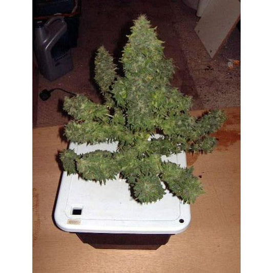 Aeroponica, Brands_Paradise Seeds, Coltivazione, Durga Mata, FEMMINIZZATI, Idroponica, Indoor, Outdoor, Semi, Semi da collezione, THC, Tipo_Femminizzati - doisgrowshop.it