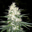 Aeroponica, Brands_Paradise Seeds, Coltivazione, Dutch Kush, FEMMINIZZATI, Idroponica, Indoor, Outdoor, Semi, Semi da collezione, Space Cookies, THC, Tipo_Femminizzati - doisgrowshop.it