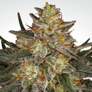 Aeroponica, Brands_Paradise Seeds, Coltivazione, Dutch Kush, FEMMINIZZATI, Idroponica, Indoor, Outdoor, Semi, Semi da collezione, Space Cookies, THC, Tipo_Femminizzati - doisgrowshop.it