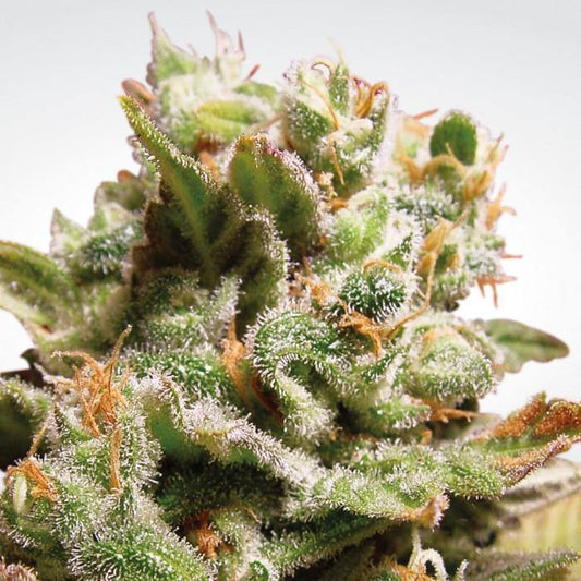 Aeroponica, Brands_Paradise Seeds, Coltivazione, Dutch Dragon, FEMMINIZZATI, Idroponica, Indoor, Outdoor, Semi, Semi da collezione, THC, Tipo_Femminizzati - doisgrowshop.it