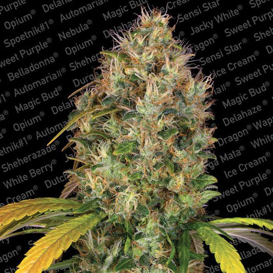Aeroponica, Brands_Paradise Seeds, Coltivazione, Dutch Kush, FEMMINIZZATI, Idroponica, Indoor, Outdoor, Semi, Semi da collezione, Space Cookies, THC, Tipo_Femminizzati - doisgrowshop.it