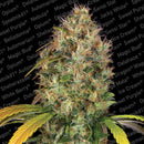 Aeroponica, Brands_Paradise Seeds, Coltivazione, Dutch Kush, FEMMINIZZATI, Idroponica, Indoor, Outdoor, Semi, Semi da collezione, Space Cookies, THC, Tipo_Femminizzati - doisgrowshop.it