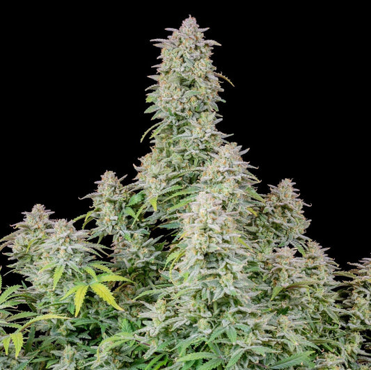 Aeroponica, AUTOFIORENTI, Automatiche, Brands_Fast Buds, Coltivazione, FEMMINIZZATI, Forbidden Runtz Auto, Idroponica, Indoor, Outdoor, Semi, Semi da collezione, THC, Tipo_Auto Fiorenti - doisgrowshop.it