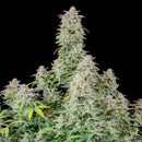 Aeroponica, AUTOFIORENTI, Automatiche, Brands_Fast Buds, Coltivazione, FEMMINIZZATI, Forbidden Runtz Auto, Idroponica, Indoor, Outdoor, Semi, Semi da collezione, THC, Tipo_Auto Fiorenti - doisgrowshop.it