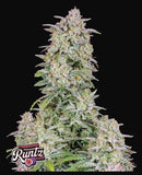 Aeroponica, AUTOFIORENTI, Automatiche, Brands_Fast Buds, Coltivazione, FEMMINIZZATI, Forbidden Runtz Auto, Idroponica, Indoor, Outdoor, Semi, Semi da collezione, THC, Tipo_Auto Fiorenti - doisgrowshop.it