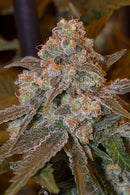 Silent Seeds Gorilla Frost