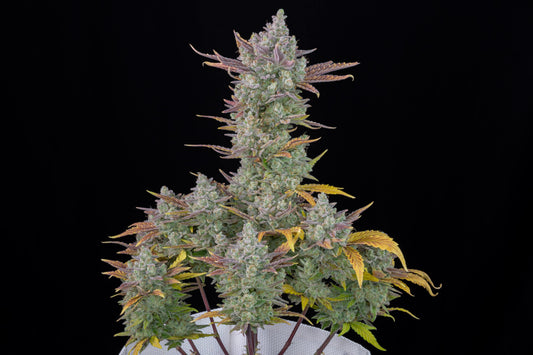 Aeroponica, AUTOFIORENTI, Automatiche, Brands_Fast Buds, Coltivazione, FEMMINIZZATI, Gorilla Cookies Auto, Idroponica, Indoor, Outdoor, Semi, Semi da collezione, THC, Tipo_Auto Fiorenti - doisgrowshop.it