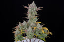 Aeroponica, AUTOFIORENTI, Automatiche, Brands_Fast Buds, Coltivazione, FEMMINIZZATI, Gorilla Cookies Auto, Idroponica, Indoor, Outdoor, Semi, Semi da collezione, THC, Tipo_Auto Fiorenti - doisgrowshop.it