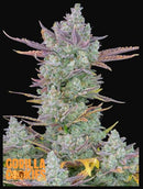 Aeroponica, AUTOFIORENTI, Automatiche, Brands_Fast Buds, Coltivazione, FEMMINIZZATI, Gorilla Cookies Auto, Idroponica, Indoor, Outdoor, Semi, Semi da collezione, THC, Tipo_Auto Fiorenti - doisgrowshop.it
